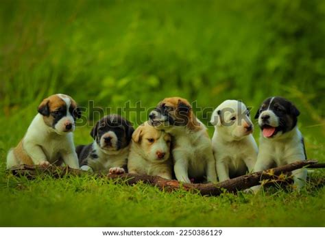 Cute Puppies Full Hd Wallpaper Stock Photo 2250386129 | Shutterstock