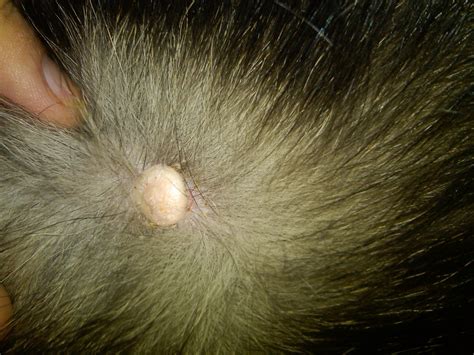 I just noticed that my dog has this big thing's growing under his fur. I took a picture of it ...