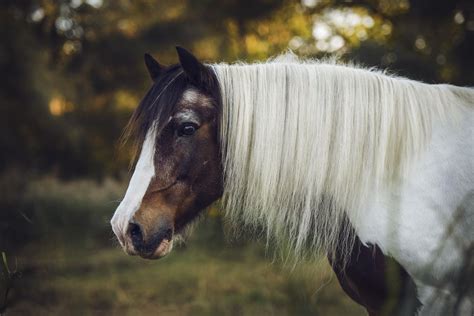 Gypsy Horse — Full Profile, History, and Care