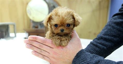 PeekaPoo - Size, Character, Breeders, Mix, Color, Sale, Price