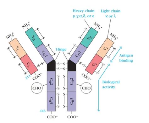 Immunoglobulin G (IgG): Structure, Subclasses, Functions and Clinical Significance - Learn ...