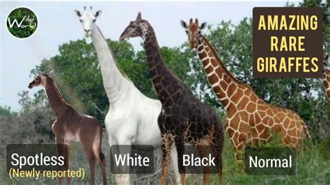 Amazing rare Giraffes in the world | Spotless Giraffe | White Giraffe | Black Giraffe ...