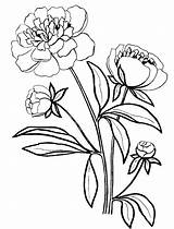 Peony Coloring Pages To Download And Print For Free sketch template