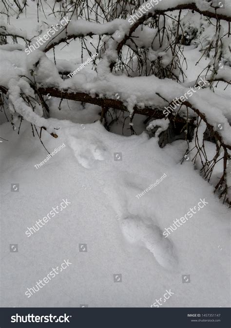 Pine Marten Tracks Soft Snow Stock Photo 1457351147 | Shutterstock