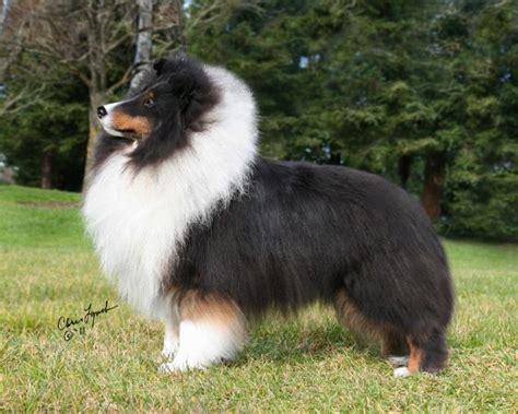 Tri color Sheltie | Shetland sheepdog, Shetland sheepdog puppies, Sheepdog