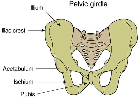 Ischium - Wikipedia | Beckenboden, Hüfthalter, Brustmuskulatur