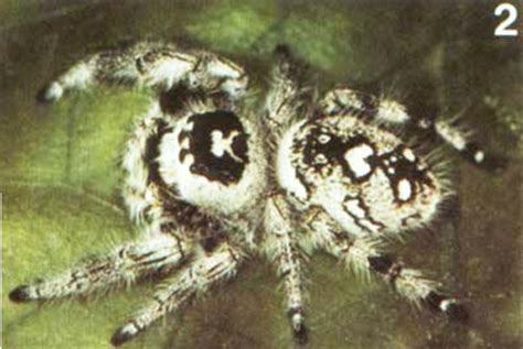 regal jumping spider - Phidippus regius C.L. Koch