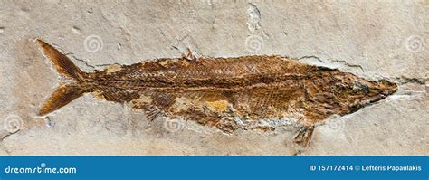 Fossil of Furo Microlepidotus, an Extinct Fish from the Jurassic Period. Stock Photo - Image of ...