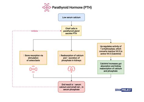 Parathyroid gland hormones - metrolasopa