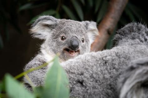 A Big Milestone for a Baby Koala at the Columbus Zoo | Columbus Zoo and Aquarium