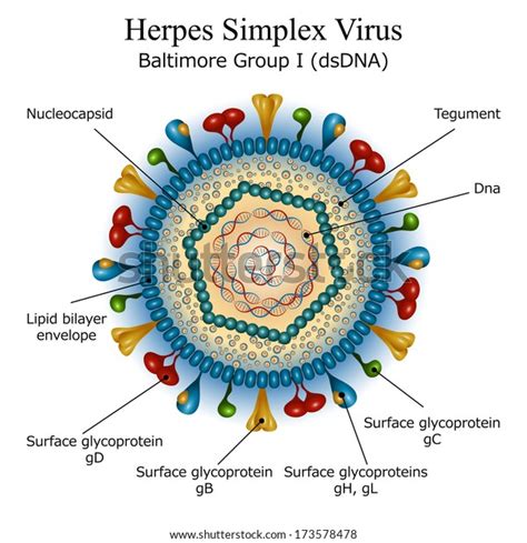 Diagram Herpes Simplex Virus Particle Structure: เวกเตอร์สต็อก (ปลอดค่า ...