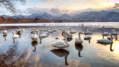 Bing HD Wallpaper Jan 14, 2024: A feathered symphony in white - Bing ...