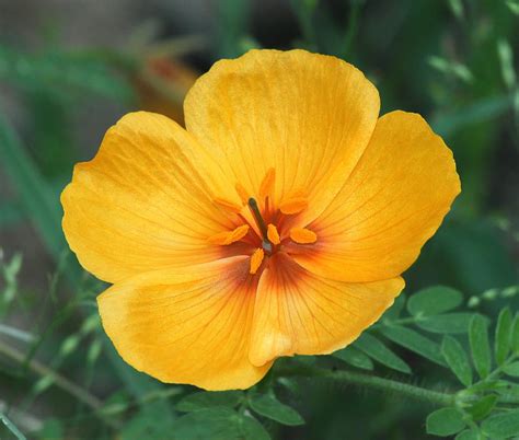 Arizona Poppy Plants - How To Care For Arizona Poppies In Native Gardens