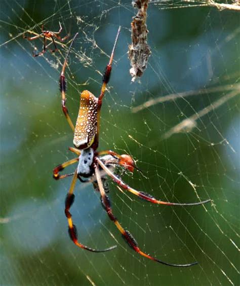 Ghoulish gallery of Halloween horror animals | New Scientist