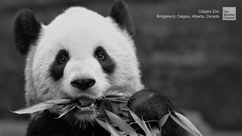 Sad Goodbye for Calgary Zoo Pandas - Videos from The Weather Channel