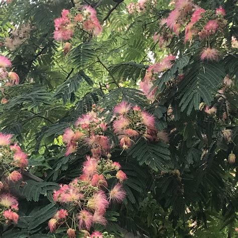 What Are Those Fuzzy Pink Things? How to Harvest and Use Mimosa Tree Flowers! – Natural History ...