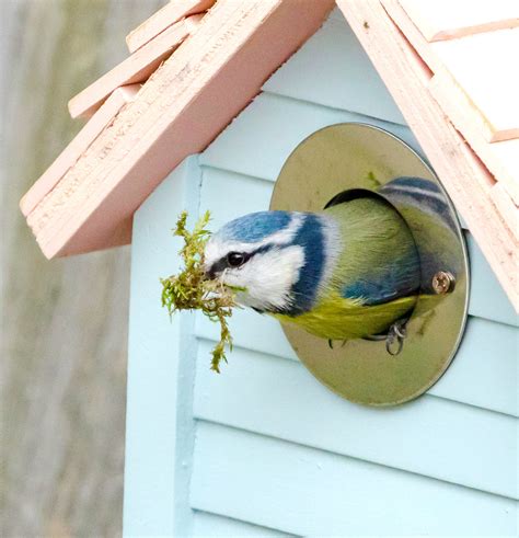 Bird Nest Boxes | The Wildlife Community