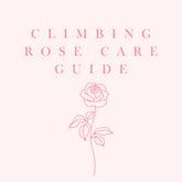 Climbing Roses Care Guide | How to Care for Climbing Roses – Tree2mydoor