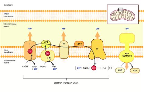 Tren Persona australiana Consciente atp synthase in electron transport chain Negociar encuesta ...