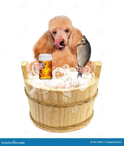 Dog with a beer mug stock photo. Image of adorable, alcohol - 39110952