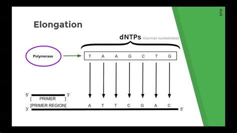 Sanger Sequencing Diagram