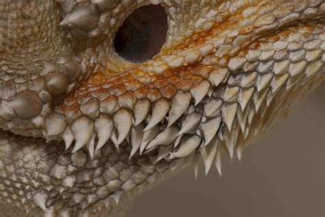 Bearded Dragon Ear Detail Photograph by Clifford Pugliese