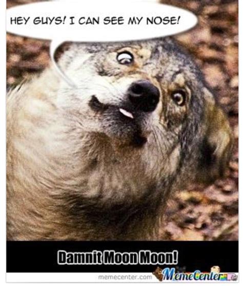 Dammit moon moon. | Cute animals, Funny animals, Dog memes