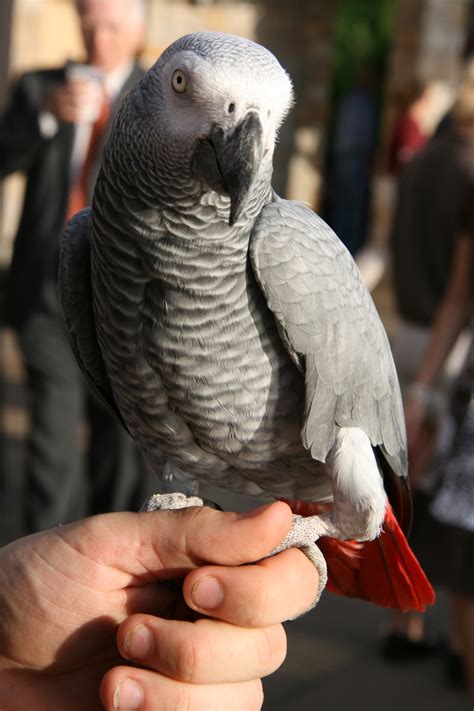 African grey parrots on Pinterest | African Grey Parrot, Africans and ...