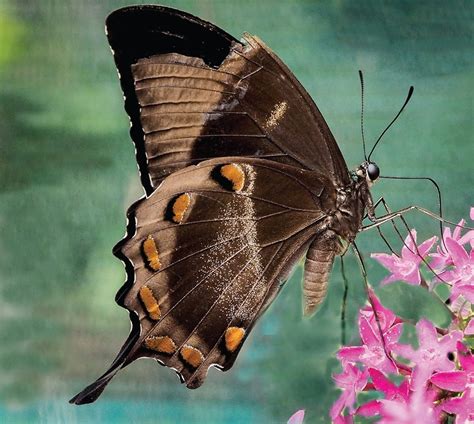 ULYSSES SWALLOWTAIL – PAPILIO ULYSSES | The Bribie Islander