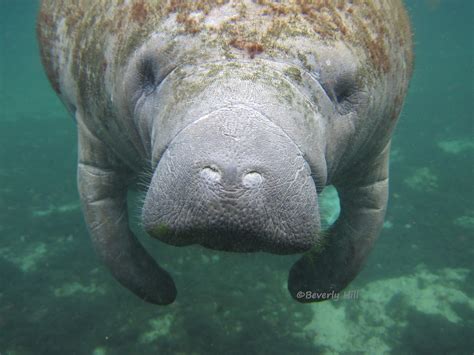 Kayaking With Manatees at 3 Sisters Springs in Crystal River | Northwest Florida Outdoor Adventure