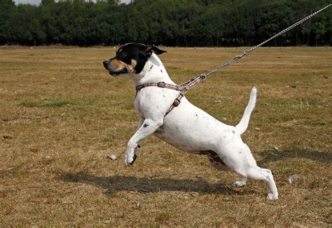 6 ways to stop your dog pulling the leash | HouseMyDog Blog