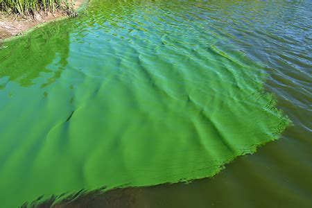 Cyanobacteria - Origins of life: Purple Earth