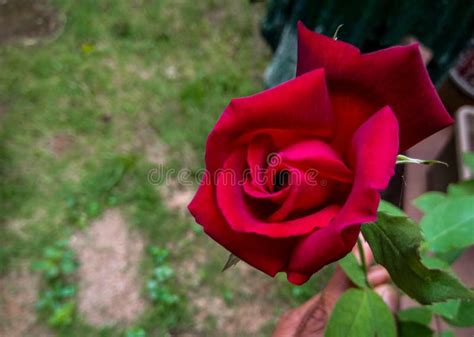 Dark Red Rose Flower in My Garden Stock Photo - Image of leaf, bouquet: 251083104