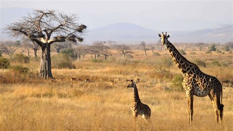 5 Things to do on a Safari in Ruaha National Park | Tanzania Safaris