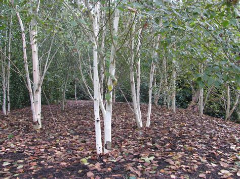 Betula jacquemontii (Indian Paper Birch, Jacquemontii Birch Tree, Whitebarked Himalayan Birch ...