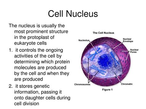 Nucleus Function