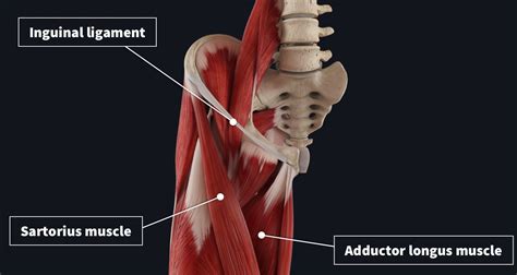 Adductor Longus Femoral Triangle