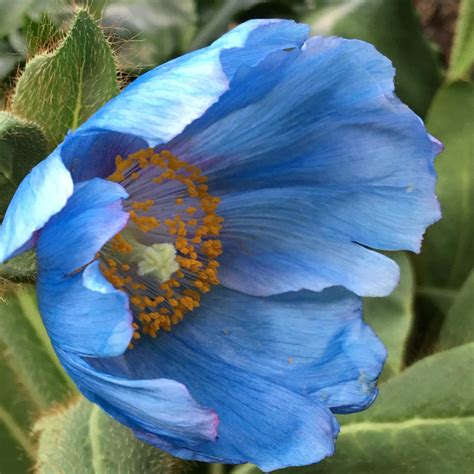 Blue Poppies | Garden diary, Blue poppy, Poppies