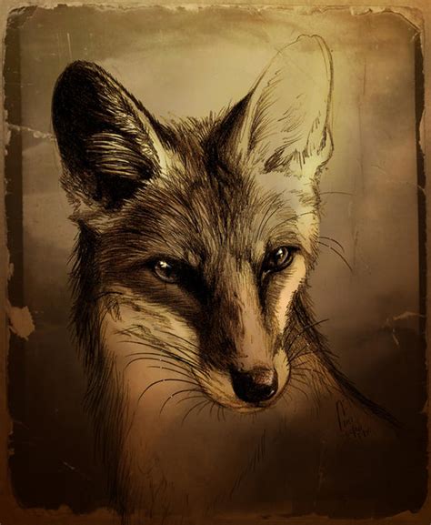 Fuchs by Culpeo-Fox on DeviantArt