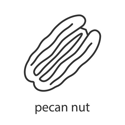 Pecan nut linear icon. Thin line illustration. Contour symbol. Vector ...