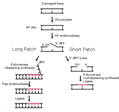 How cell fixes DNA damage - Biology Online Archive Article