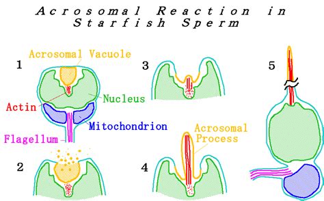 Ca entry and formation of an acrosomal process