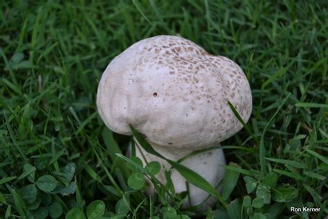 Calvatia cyathiformis at Indiana Mushrooms