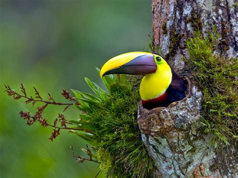 animal magazine: toucan ( toco / bleu )