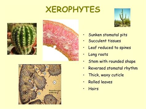 Succulent Xerophytes Examples - Best Succulent Ideas