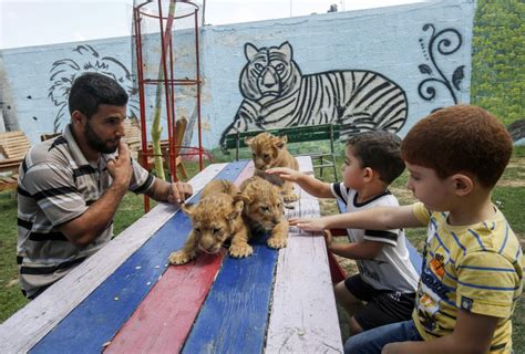 Cramped Gaza zoo reopens, only months after closure | New Straits Times | Malaysia General ...