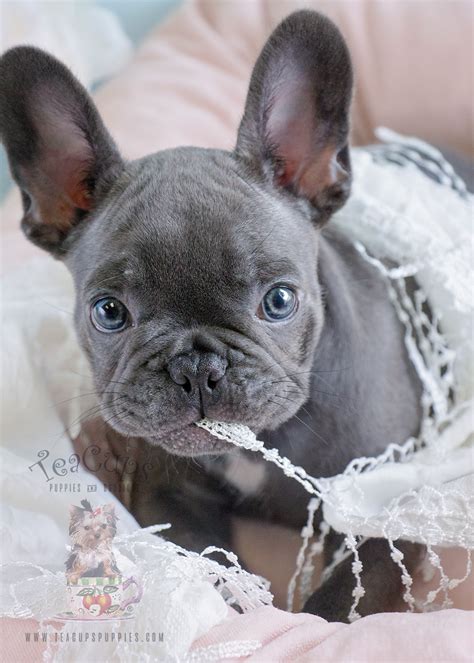 How Much Do Blue French Bulldog Puppies Cost