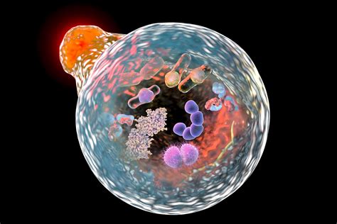 Lysosomes: Structure and Functions