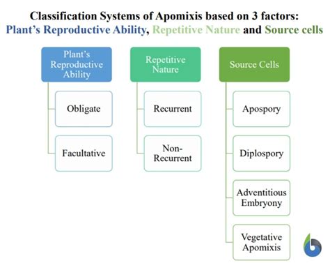 Apomixis - Definition and Examples - Biology Online Dictionary