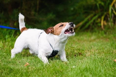 Is your dog aggressive? - WitsEnd Dog Training & Behaviour